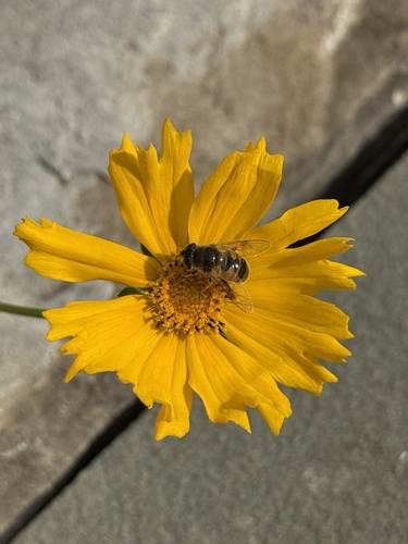 Unknown species found near Capalbo Ave, Little Falls, NJ, US