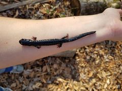Plethodon glutinosus
