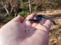 Plethodon glutinosus