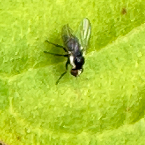 Unknown species found near Ridgeland Dr, Cutler Bay, FL, US