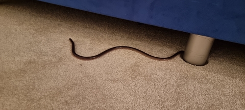 Brahminy Blindsnake sighting