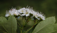 Crataegus chlorosarca