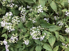 Chromolaena odorata
