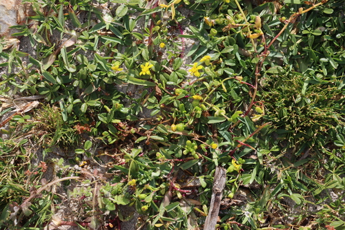 Beach Ragwort (Senecio maritimus)