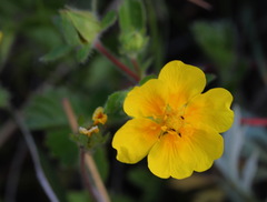 Potentilla stolonifera