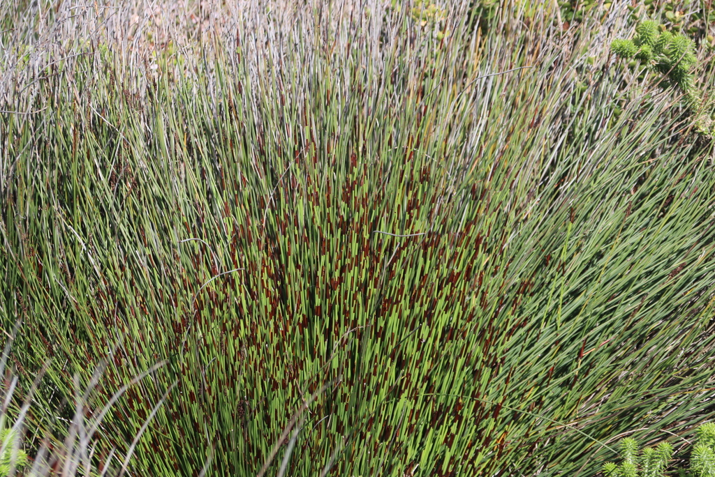 Elegia tectorum, Olifantsbosch circular trail, Beach at TT Tucker up to Plateau, Cape of Good Hope section of Table Mountain National Park