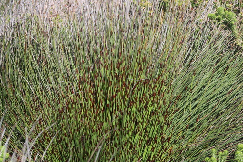 Cape Thatching Reed (Elegia tectorum)