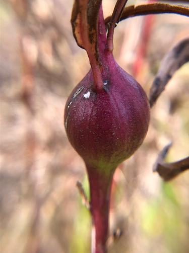 Unknown species found near Ravena, NY, US