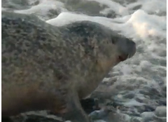 Phoca vitulina vitulina