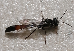 Trypoxylon petiolatum