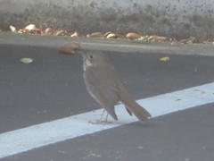 Catharus guttatus
