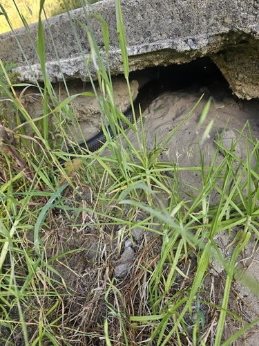 Mainland Dugite sighting