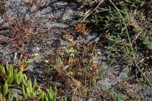 Grassparsely (Itasina filifolia)