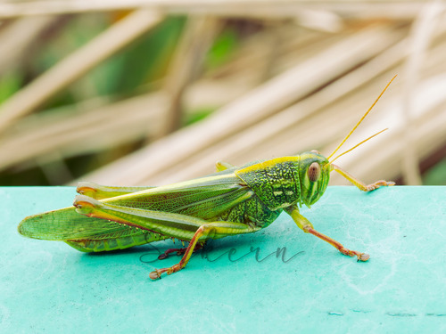 Large Green Grasshopper