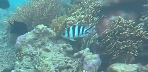 Abudefduf sexfasciatus
