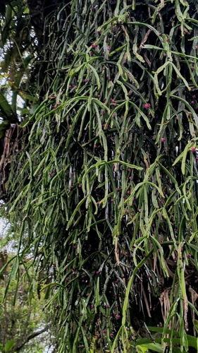 Rhipsalis trigona, photograph 3
