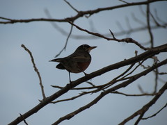 Turdus migratorius
