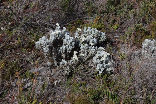 Cape Paper-flower (Petalacte coronata)