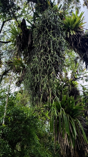 Rhipsalis trigona, photograph 4