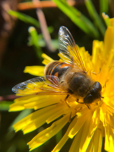 Unknown species found near Park Dr, Ravena, NY, US