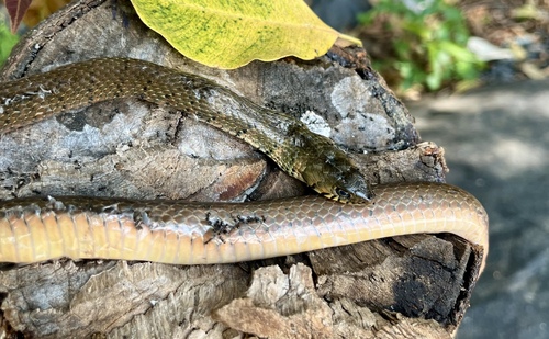 Tholloni's African Water Snake