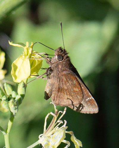 Clouded Skipper photo 6