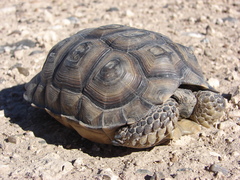 Chelonoidis chilensis