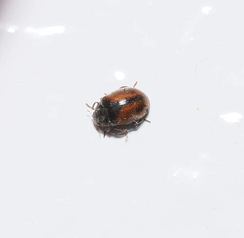 Conifer Lady Beetle photo 5