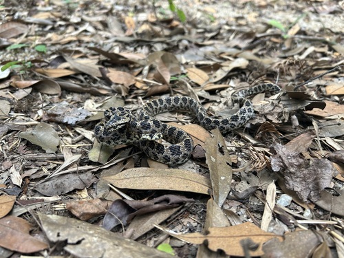 Many-spotted Cat Snake