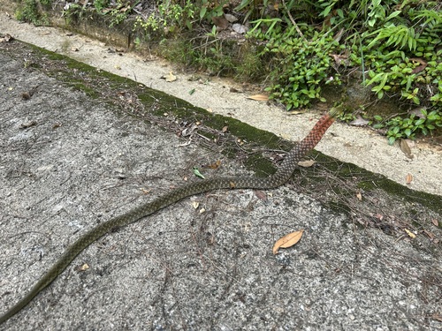 Heller's Red-necked Keelback
