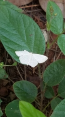 Lepidoptera