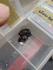 Nicrophorus nepalensis