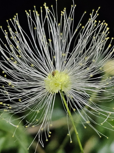 Snowflake wattle (Zapoteca portoricensis)
