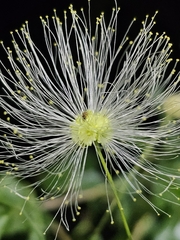 Zapoteca portoricensis