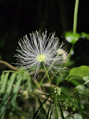 Zapoteca portoricensis, photograph 2