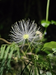 Zapoteca portoricensis, photograph (c) ritirene, some rights reserved (CC BY)