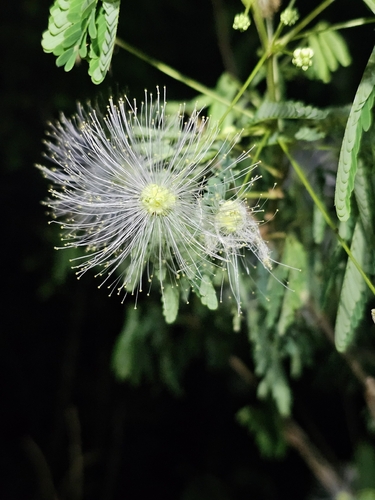 Zapoteca portoricensis, photograph 3