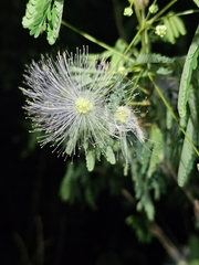 Zapoteca portoricensis, photograph (c) ritirene, some rights reserved (CC BY)