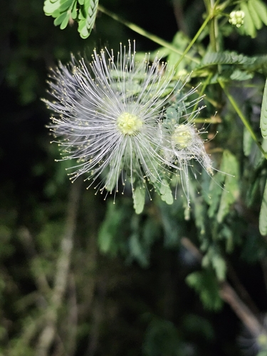 Zapoteca portoricensis, photograph 4