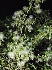 Zapoteca portoricensis, photograph (c) ritirene, some rights reserved (CC BY)