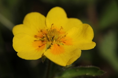 Potentilla stolonifera