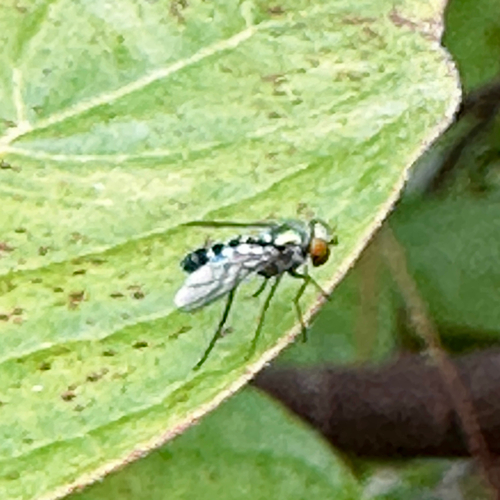 Unknown species found near Ridgeland Dr, Cutler Bay, FL, US