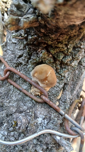 Trichoderma peltatum