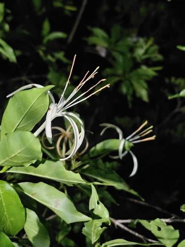 Caribbean Princewood (Exostema caribaeum)