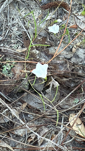 Narrowleaf Coastalplain Dawnflower (Stylisma angustifolia)