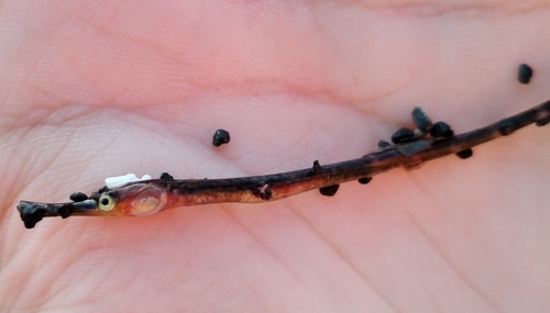 Deep-bodied pipefish (Leptonotus blainvilleanus) — Syngnathidae — 3