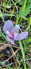 (c) Максим Шумских, some rights reserved (CC BY) Crocus pallasii, photograph (c) Максим Шумских, some rights reserved (CC BY)