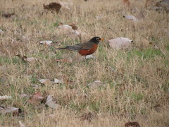 Turdus migratorius