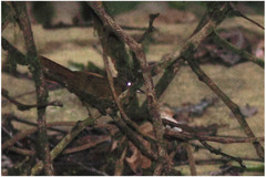 Furnariinae