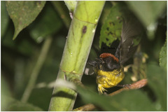 Atlapetes melanolaemus